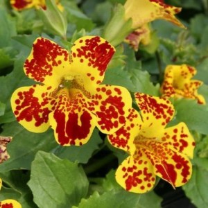 Губастик (мимулюс) Maximus Yellow Blothch